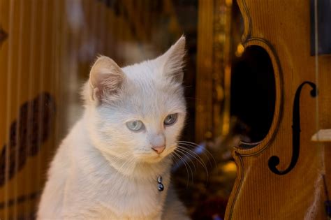 do cats like jazz music? When considering the intricate relationship between felines and their musical preferences, it’s fascinating to ponder if jazz's complex rhythms and emotional undertones might resonate with our four-legged friends in unexpected ways.